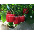 SP26 Meimei F1 hybrid mid maturity red sweet pepper seeds bell pepper seeds